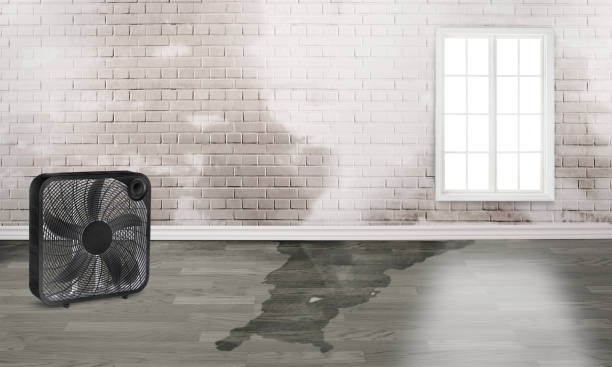 Best Carpet water damage restoration  in Loves Park, IL