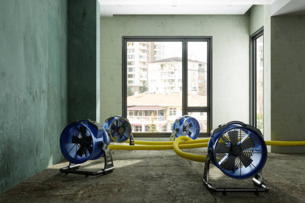 Best Water damage mitigation services  in Loves Park, IL
